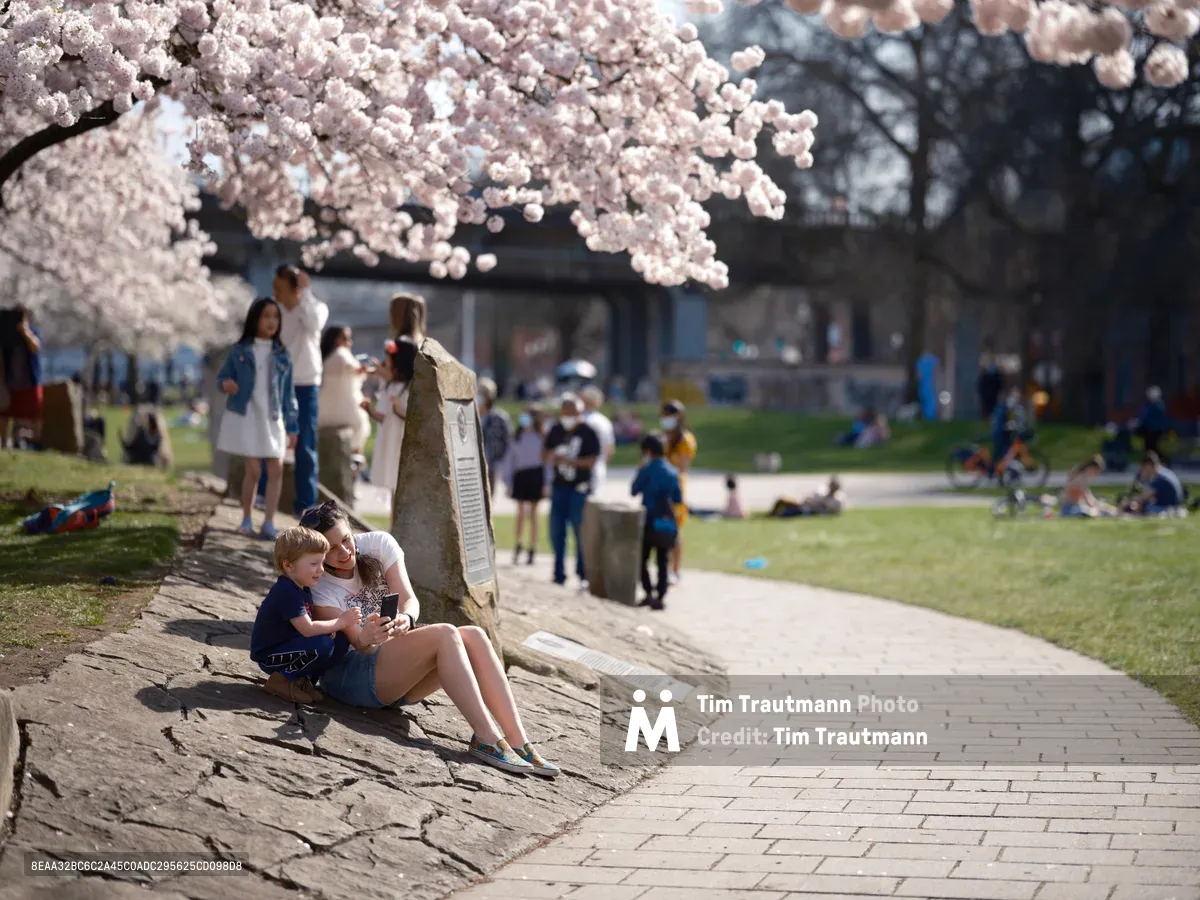 A mother and young child share an intimate moment beneath cascading pink cherry blossoms in Portland's Tom McCall Waterfront Park. The tender scene unfolds in dappled sunlight as the pair sits together on weathered stone steps, surrounded by the ephemeral beauty of spring bloom. Behind them, families and visitors meander through the park's pathways, creating a gentle backdrop of community life during cherry blossom season. The shallow depth of field draws focus to this quiet maternal bond while the luminous petals overhead create a natural canopy of delicate color.