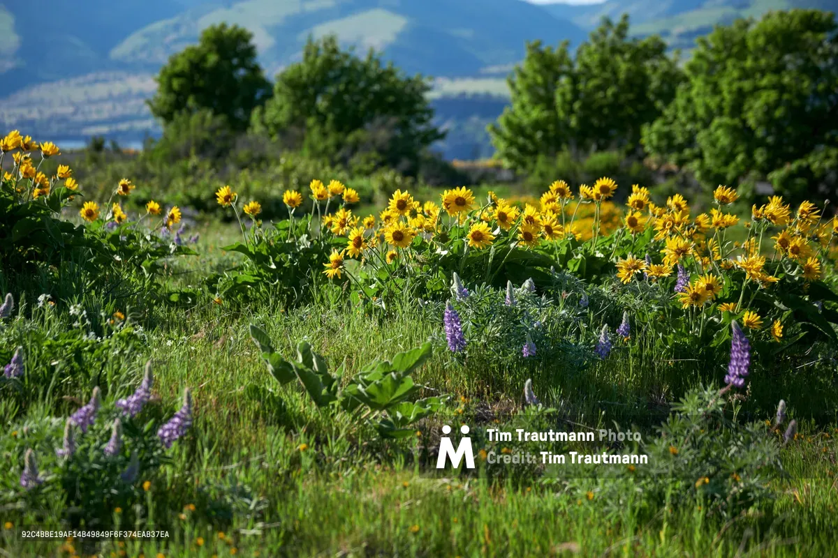 Golden balsamroot sunflowers and violet lupines create a vibrant wildflower meadow across the Memaloose Plateau in Oregon's Columbia River Gorge. The native blooms stretch across the foreground in natural abundance, their bright faces catching warm sunlight against emerald grasses. Behind this floral tapestry, mature deciduous trees frame the scene while the distant Columbia River Gorge's signature basalt cliffs fade into atmospheric blue haze. This spring display represents the Pacific Northwest's renowned wildflower season at its peak.
