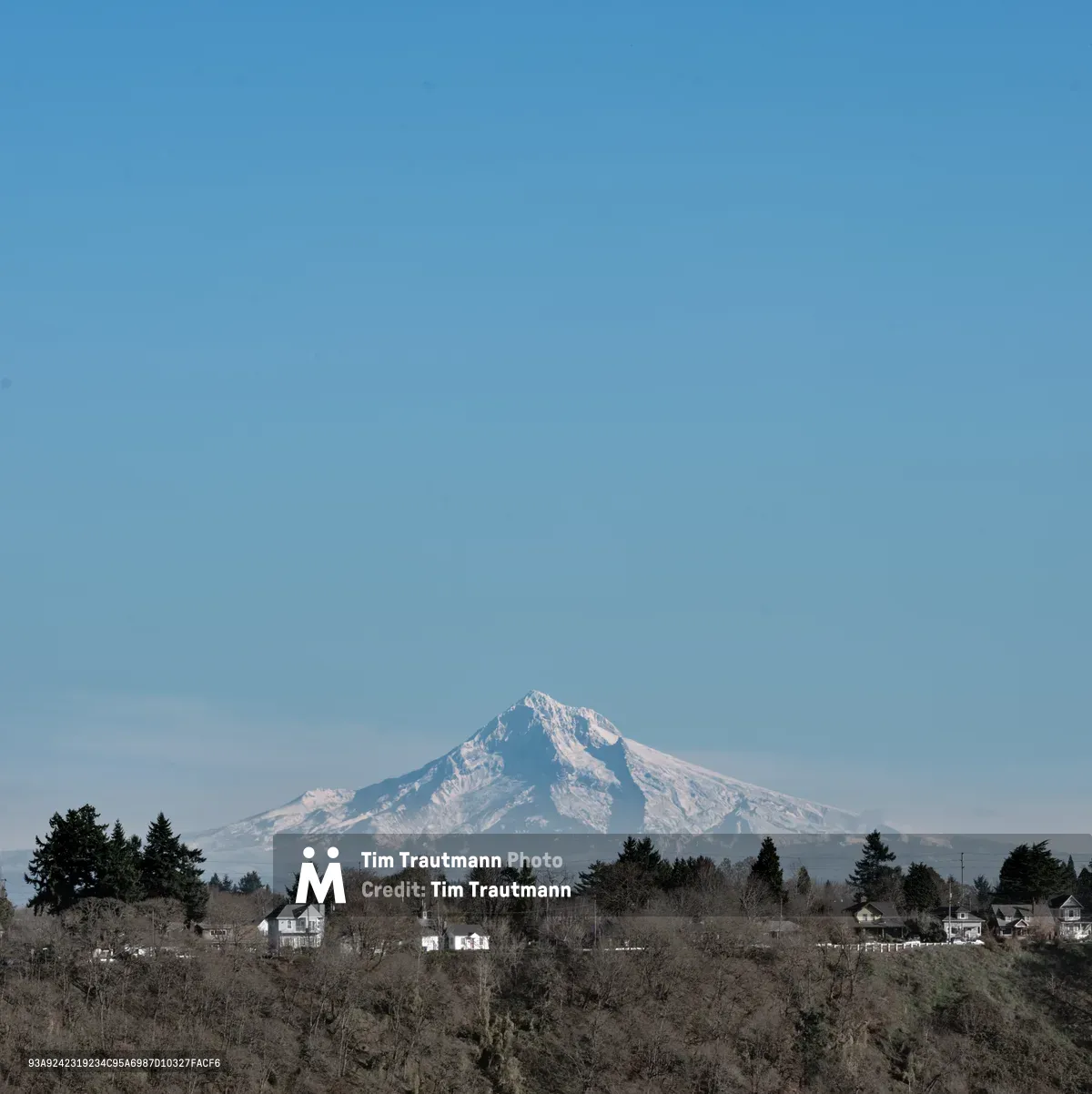 The snow-capped summit of Mount Hood dominates the southern horizon, its glaciated peak catching soft afternoon light against a gradient sky that deepens from pale blue to rich cerulean. In the foreground, the residential fabric of North Portland spreads across rolling hills - modest homes nestled among bare winter trees and evergreen stands, creating intimate layers of domestic life beneath the mountain's commanding presence. The composition balances urban intimacy with alpine grandeur, capturing the unique geography that defines Portland's relationship with the Cascade Range.