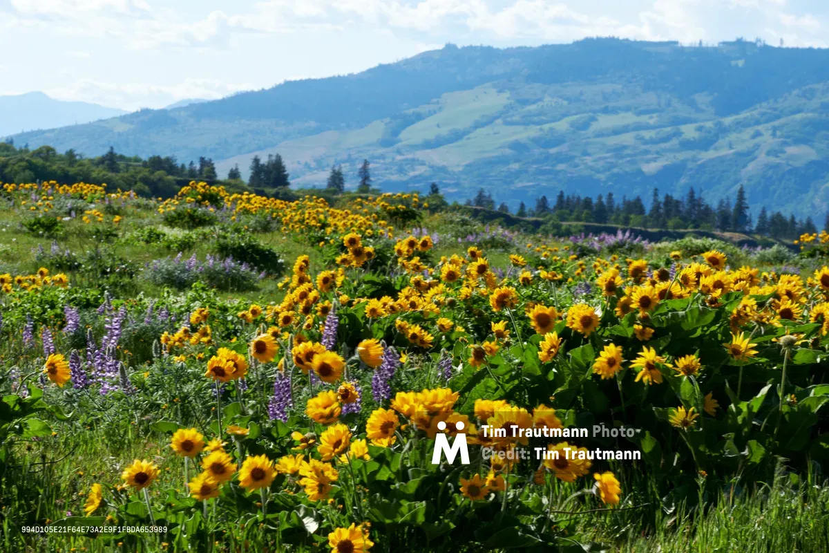 Golden balsamroot and vibrant purple lupine create a tapestry of wildflowers across the Memaloose Plateau in Oregon's Columbia River Gorge. The undulating meadow stretches toward distant blue-hazed mountains, with dark evergreen forests providing dramatic contrast against the brilliant yellow blooms. Soft overcast light enhances the saturated colors while creating an intimate, dreamy atmosphere across this high desert wildflower sanctuary.