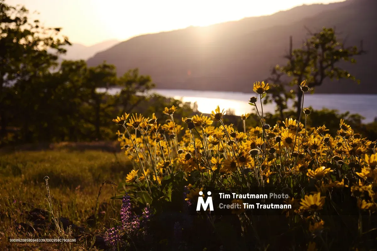 A cluster of Jerusalem artichoke wildflowers catches the last golden light at Memaloose Plateau in Oregon's Columbia River Gorge. The delicate yellow blooms reach toward the setting sun while purple lupine adds contrast in the foreground, framed by the Columbia River's silvered surface and the layered ridges of the gorge beyond. The warm backlighting transforms the prairie meadow into a luminous tapestry of native flora.