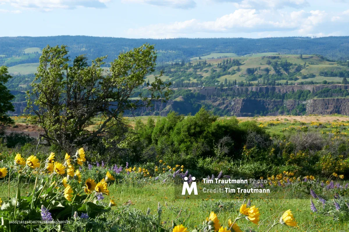 Golden balsamroot and purple lupine create a vibrant wildflower tapestry across Memaloose Plateau in Oregon's Columbia River Gorge. The foreground meadow bursts with native blooms while weathered canyon walls and distant forested ridges stretch toward a partly cloudy sky. This elevated perspective from Mayer State Park captures the dramatic contrast between the intimate wildflower display and the sweeping geological grandeur of the gorge below.