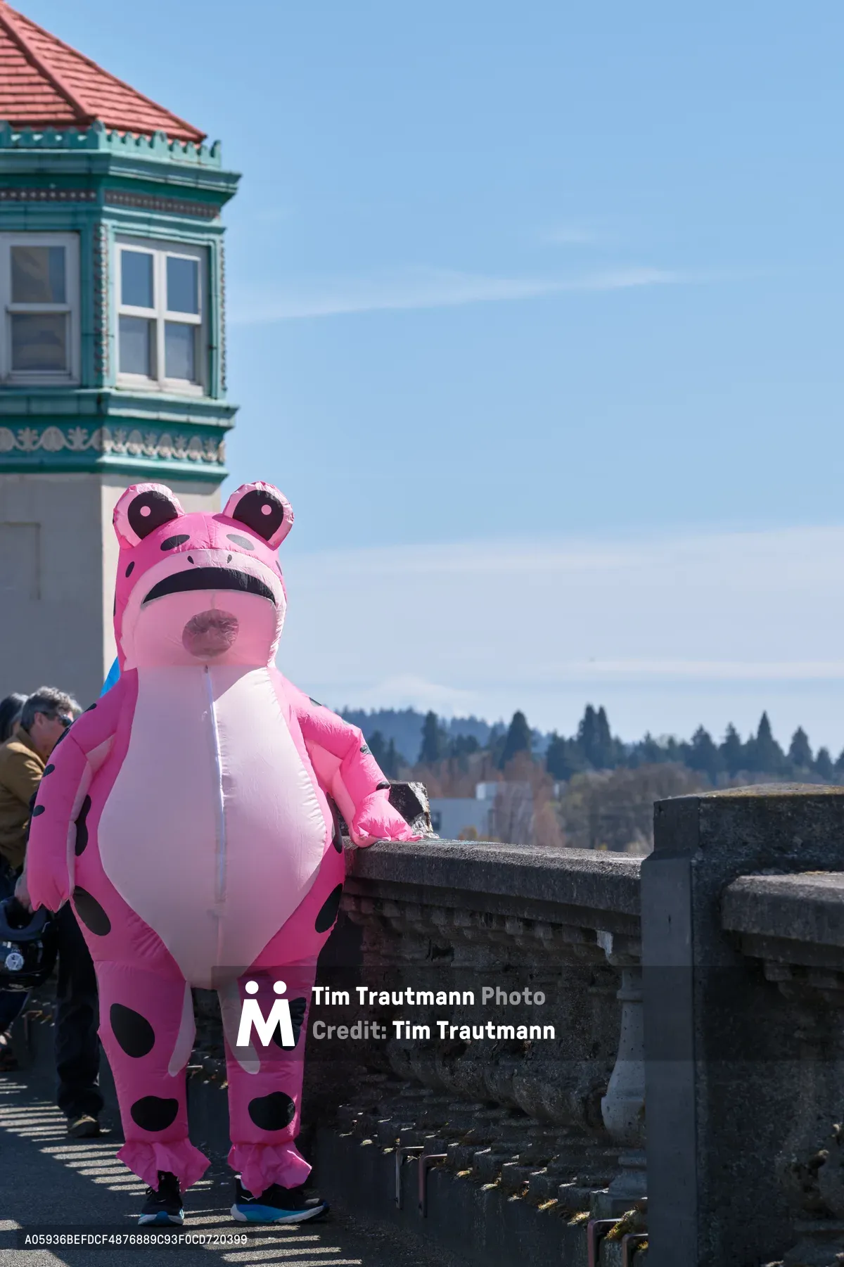 A person in an inflatable pink cow costume with black spots stands against the stone balustrade of Portland's historic Burnside Bridge during a March 2026 anti-monarchy protest. The whimsical figure contrasts sharply with the bridge's weathered stonework and the ornate Victorian tower of the nearby building, while the Willamette River and forested hills create a serene backdrop under clear blue skies. The juxtaposition of playful activism against Portland's iconic urban landscape captures the city's spirit of creative dissent.