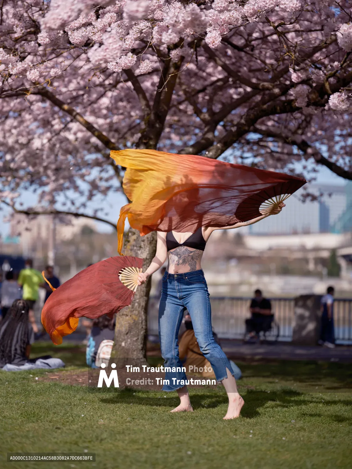 A performer executes a graceful fan dance beneath the luminous pink canopy of cherry blossoms at Tom McCall Waterfront Park in Portland's Old Town. The dancer, wearing a black top and blue jeans, moves barefoot across the emerald grass, wielding gradient silk fans that shift from golden yellow to deep crimson. The ephemeral spring blooms create a dreamy backdrop, their delicate petals catching the soft afternoon light while park visitors gather in the distance along the Willamette River.