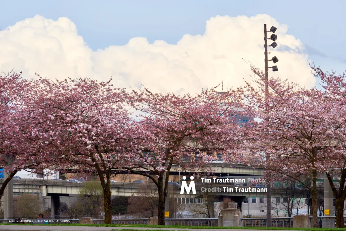 Cascades of pink cherry blossoms create a delicate canopy above Tom McCall Waterfront Park, their soft petals contrasting against Portland's industrial skyline. The ethereal blooms frame concrete overpasses and urban infrastructure beneath a canvas of billowing white clouds. Spring's fleeting beauty transforms the Willamette River corridor into a contemplative sanctuary where nature's ephemeral display softens the city's hard edges.