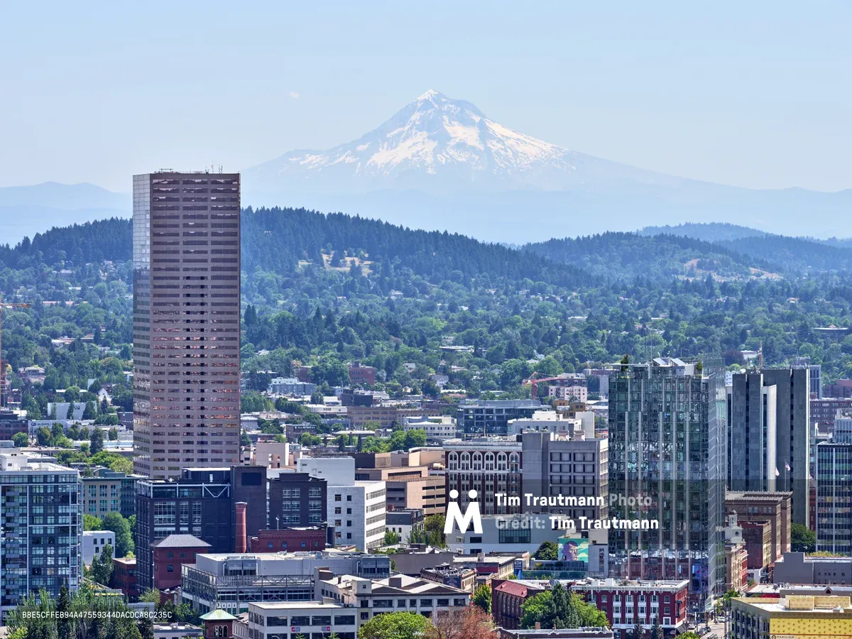 The urban tapestry of downtown Portland unfolds beneath the watchful presence of Mount Hood, its snow-capped summit piercing the pale blue sky. A towering residential high-rise anchors the left side of the frame, its geometric facade contrasting with the organic roll of forested hills that embrace the city. The midday light bathes the eclectic mix of glass towers, brick buildings, and modern condominiums in warm tones, while the verdant canopy of the West Hills creates layers of depth that lead the eye toward the majestic Cascade peak.