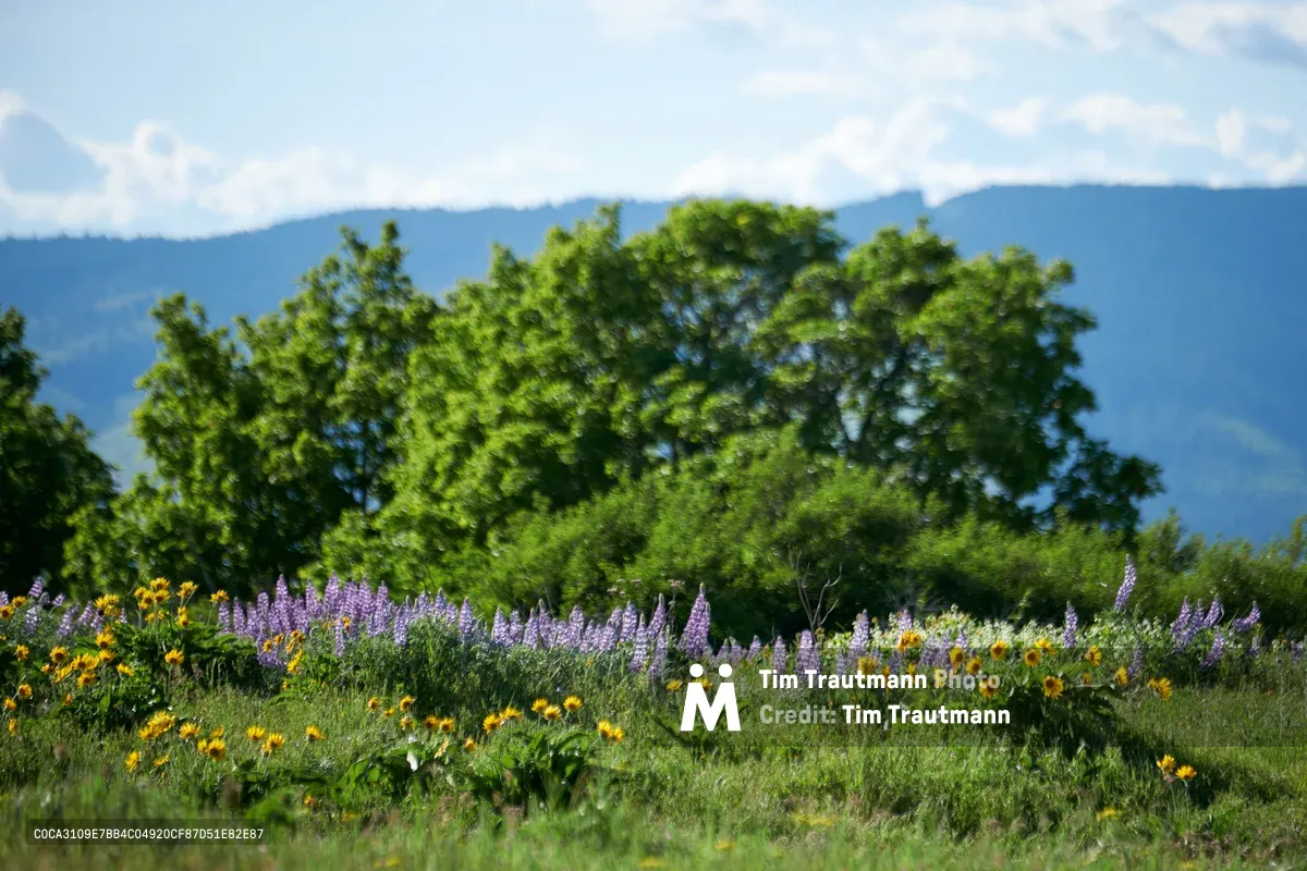 Purple lupine spires and golden wildflowers carpet the foreground meadow at Memaloose Plateau in Oregon's Columbia River Gorge. Verdant oak trees frame the middle distance while the Cascade Mountains rise through soft clouds on the horizon. The late spring composition captures the Pacific Northwest's legendary wildflower season, with native blooms creating a tapestry against the dramatic geological backdrop of the gorge.