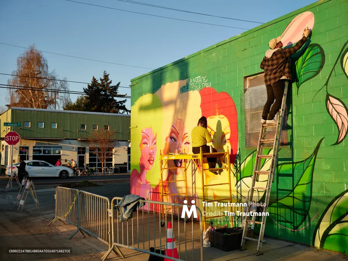 Multidisciplinary artist Vilatose works from a yellow scissor lift to paint the colorful portrait mural 'Jardín Cubana' depicting three female figures on a green cinderblock wall in Portland's Alberta Arts District. The golden hour light bathes the scene as the artist adds details to bold faces rendered in pink, yellow, and coral tones, while safety barriers protect the workspace below. The emerging artwork transforms the urban streetscape with its dynamic mix of portraiture and botanical elements.