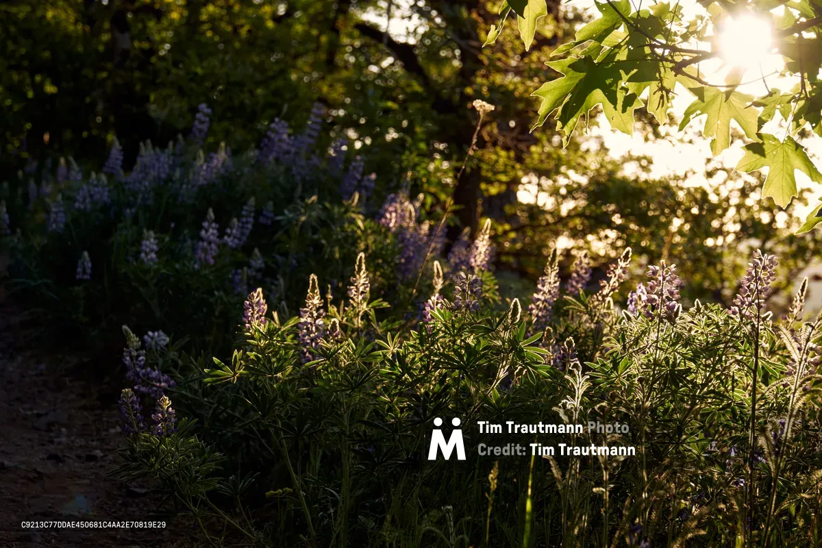 Wild lupines rise from shadowed forest floor in purple spires, backlit by warm evening light filtering through the canopy at Memaloose Plateau. The golden hour illumination creates dramatic contrasts between the deep purple flower spikes in the foreground and the sun-dappled maple leaves above. Native wildflowers carpet the understory of this ancient Columbia River Gorge ecosystem, their palmate leaves catching fragments of dying daylight.