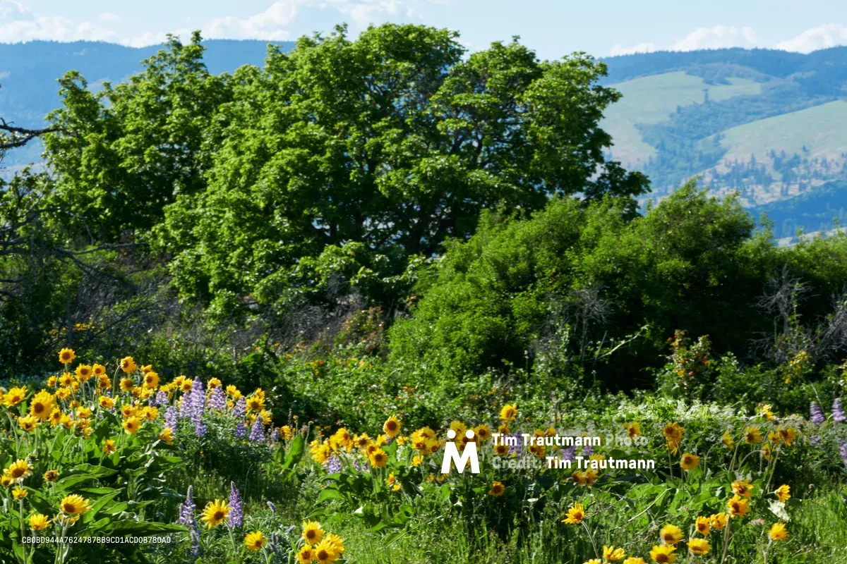 A tapestry of golden sunflowers and purple lupine blooms cascades across the Memaloose Plateau in Oregon's Columbia River Gorge. The wildflower meadow stretches beneath towering deciduous trees, their emerald canopies filtering soft daylight while distant mountains fade into atmospheric blue haze. This high desert oasis in Mayer State Park captures the peak of summer's floral abundance, where native wildflowers create a natural garden against the dramatic backdrop of the gorge's layered terrain.