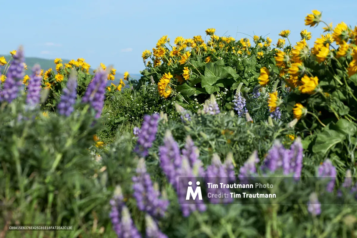 Purple lupine spikes rise through a verdant meadow dotted with golden balsamroot blooms on Oregon's Memaloose Plateau in the Columbia River Gorge. The shallow depth of field creates an impressionistic tapestry of complementary colors, with lavender flower spikes punctuating the foreground while bright yellow composite flowers dance across the middle ground. Soft morning light bathes this high desert wildflower display at Mayer State Park, where native flora creates natural bouquets against the gentle blue sky of the gorge.