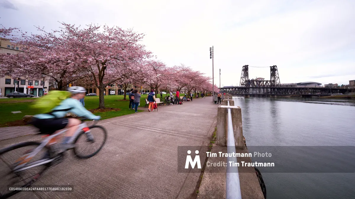 A motion-blurred cyclist speeds past the blooming cherry trees of Tom McCall Waterfront Park, their movement captured against the serene backdrop of the Willamette River and Portland's iconic Steel Bridge. The soft pink canopy of cherry blossoms creates a dreamy foreground while families gather beneath the flowering trees in the golden hour light. The industrial steel framework of the bridge contrasts beautifully with the delicate spring blooms, embodying Portland's harmonious blend of urban infrastructure and natural beauty.