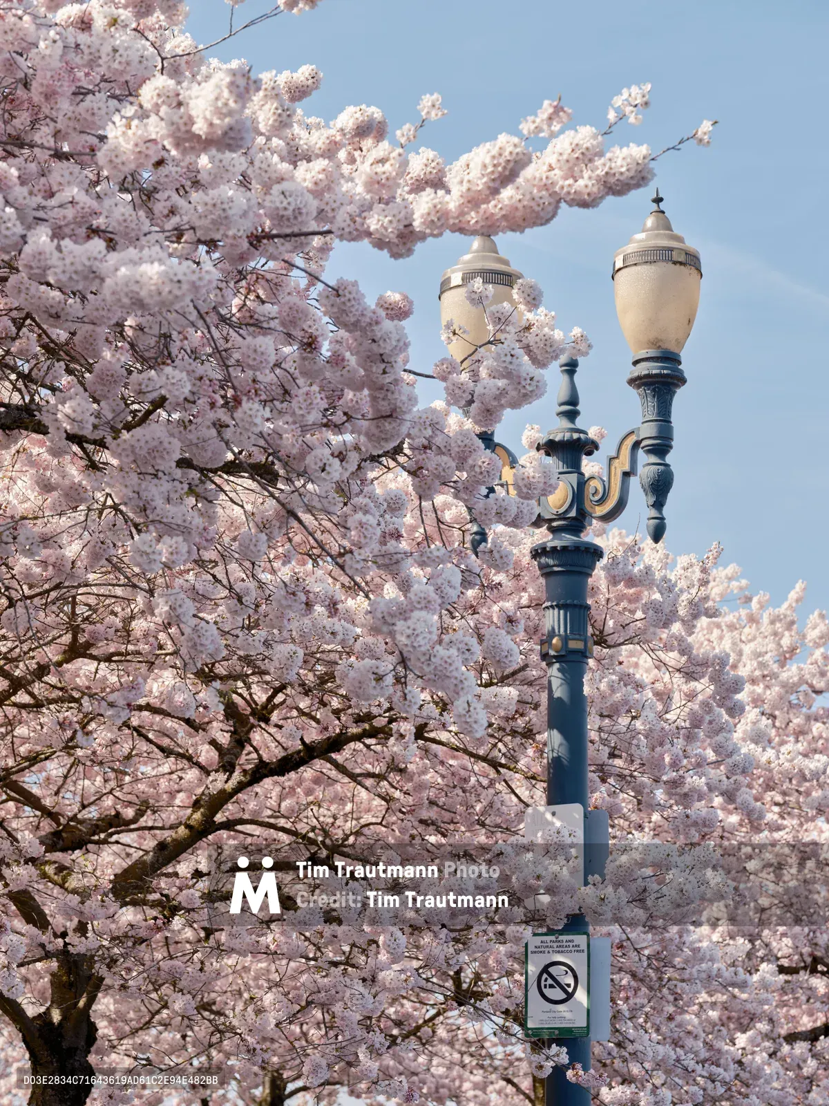 A magnificent cherry blossom tree in full bloom creates a delicate pink canopy around an ornate Victorian-style streetlamp at Tom McCall Waterfront Park in Portland's Historic Skidmore District. The pale pink petals cascade gracefully against the clear blue sky, their gossamer clusters creating an ethereal frame around the lamp's elegant cream-colored globes and decorative metalwork. The scene captures the ephemeral beauty of spring's arrival along the Willamette River, where heritage architecture meets nature's seasonal splendor.