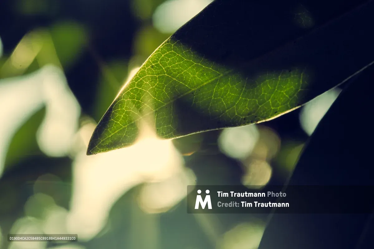 Golden afternoon light filters through a single leaf in Portland's Alberta neighborhood, revealing an intricate network of translucent veins against soft bokeh. The delicate cellular structure creates a natural stained glass effect, with warm sunlight transforming the ordinary foliage into luminous architecture. Gentle shadows dance across the leaf's surface while the background dissolves into dreamy circles of light and shadow.