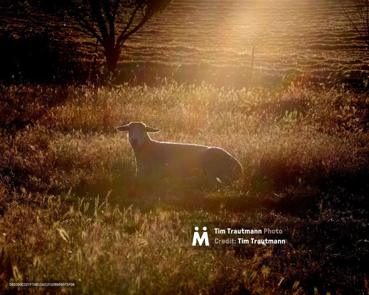 A lone sheep rests in tall autumn grasses as the late afternoon sun creates a dramatic backlit silhouette at Abbey Road Farm in Carlton, Oregon's wine country. Golden light streams through the pastoral scene, illuminating seed heads and wild grasses while casting the weathered barn in soft focus behind the tranquil subject. The warm, honeyed light transforms this quiet moment of rural life into an ethereal composition of shadow and luminescence.