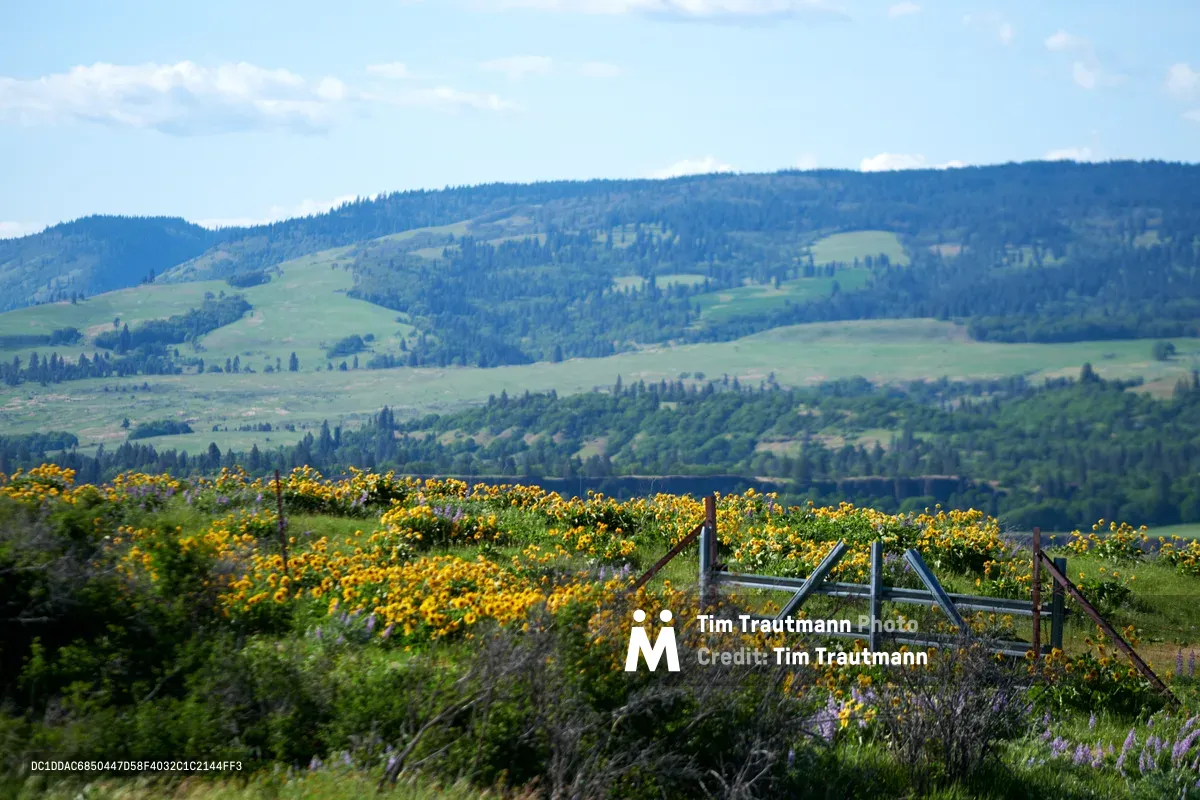 A weathered wooden gate stands sentinel amid golden wildflowers blooming across the Memaloose Plateau in Oregon's Columbia River Gorge. The rustic barrier, partially collapsed and overgrown with vibrant yellow blooms, frames the expansive view of rolling green hills that cascade toward the distant mountains. Soft morning light bathes the pastoral landscape, creating layers of blue-green ridgelines that fade into the atmospheric haze, while clusters of purple lupine punctuate the foreground meadow.