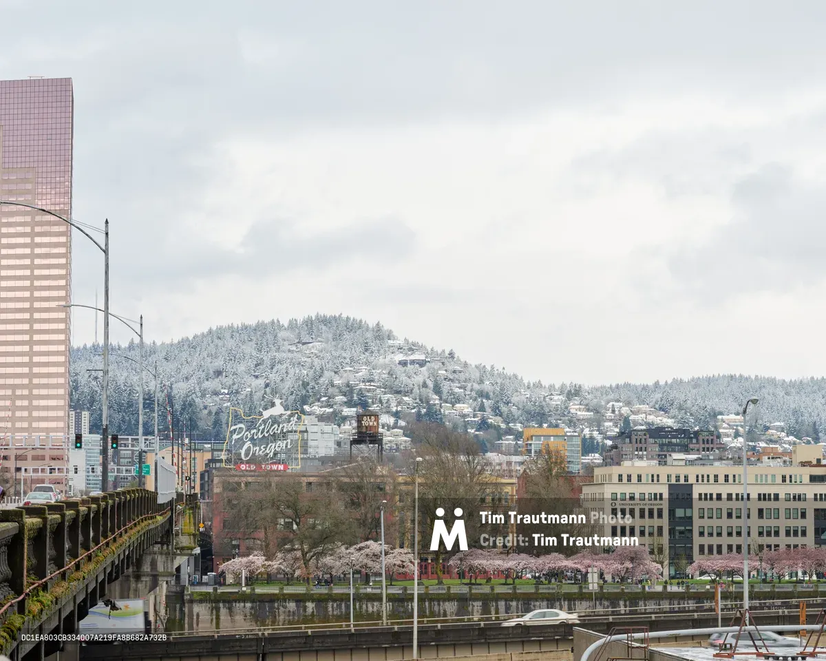 A contemplative winter scene captures Portland's Old Town and eastside waterfront from the iconic Burnside Bridge perspective during a March 2020 snowfall. The composition juxtaposes urban infrastructure—concrete bridge barriers and the distinctive 'Portland Oregon' neon sign—against snow-dusted West Hills dotted with residential homes. Cherry blossoms in Tom McCall Waterfront Park provide delicate pink punctuation along the Willamette River's edge, while overcast skies create a muted, ethereal atmosphere that softens the industrial cityscape.
