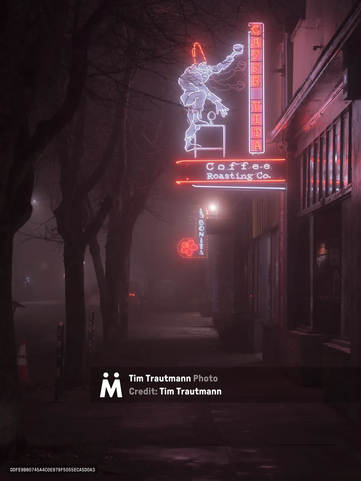 The iconic Caffe Vita Coffee Roasting Company neon sign pierces through a heavy fog on Alberta Street in Portland's Concordia neighborhood. The vintage-style sign features a whimsical figure holding a coffee cup, rendered in electric blue and white neon, while red lettering spells out the cafe's name below. Bare winter tree branches frame the left side of the composition as the atmospheric haze transforms the nighttime street into a dreamlike urban tableau.