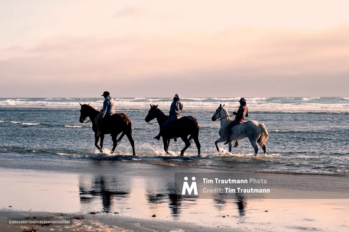 Three silhouetted equestrians guide their horses through the shallow surf at Wheeler, Oregon, as waves roll onto the pristine beach. The ethereal twilight sky casts a rose-gold glow across the scene, while the horses' reflections shimmer in the wet sand below. This peaceful moment captures the timeless connection between rider and horse against the dramatic backdrop of the Pacific Coast, with gentle waves creating a rhythmic soundtrack to their evening ride.