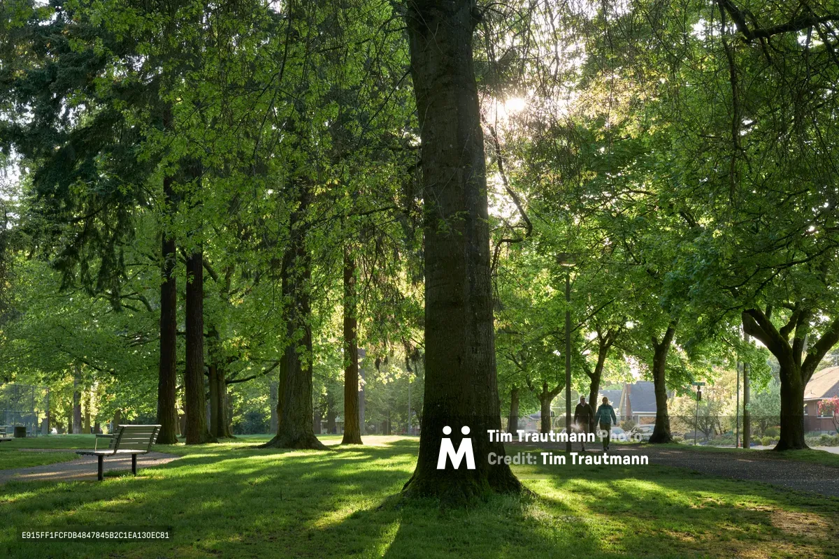 Golden hour sunlight filters through the mature tree canopy of Wilshire Park in Portland's Beaumont-Wilshire neighborhood, casting dramatic shadows across the verdant lawn. Two silhouetted figures stroll along the winding path beneath towering deciduous trees, while a park bench sits empty in the foreground. The warm, diffused light creates a peaceful urban oasis atmosphere, highlighting the lush spring foliage against glimpses of residential buildings in the distance.