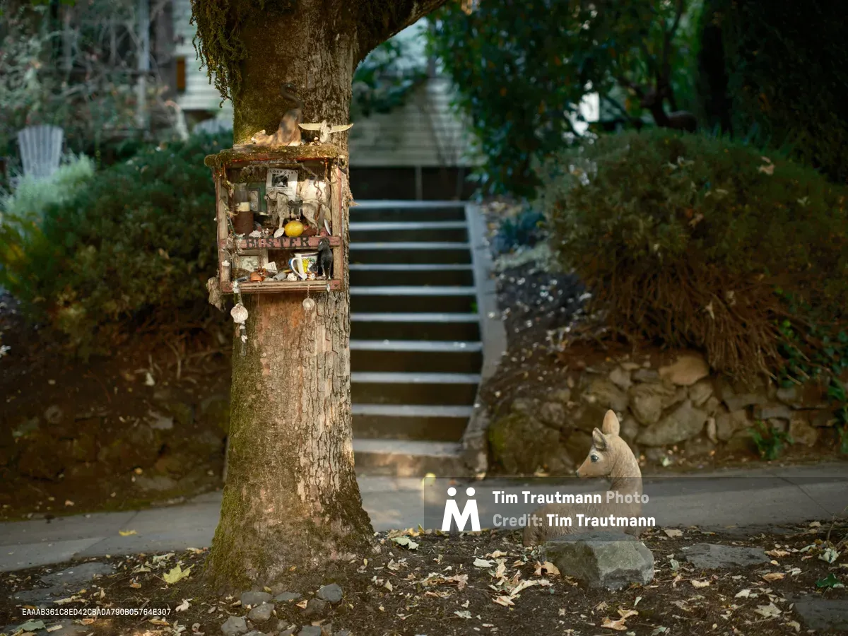 A deer figure rests peacefully on a sidewalk in Portland's Richmond neighborhood, positioned near a whimsical fairy house shrine mounted on an ancient tree trunk. The weathered wooden structure, adorned with moss and miniature treasures, creates an enchanting focal point against the backdrop of stone steps and residential architecture. Dappled afternoon light filters through the canopy, casting gentle shadows across this charming art installation where decorative elements meet neighborhood folk art.