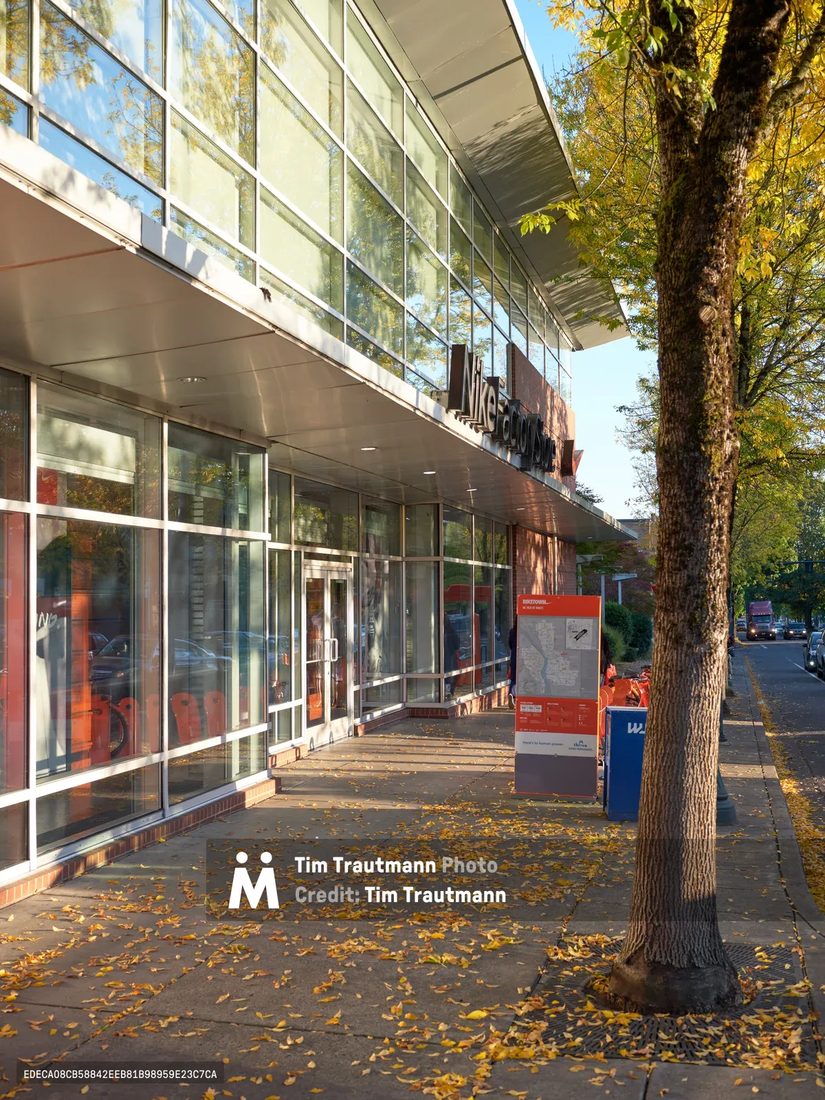 Golden autumn leaves carpet the sidewalk beneath the Nike Factory Store in Portland, Oregon. The modernist structure features an expansive glass curtain wall that reflects the surrounding trees and blue sky, while warm afternoon light illuminates the transparent facade. A mature tree trunk anchors the foreground, its textured bark contrasting with the sleek architectural lines and scattered fallen leaves creating a natural mosaic on the concrete walkway.