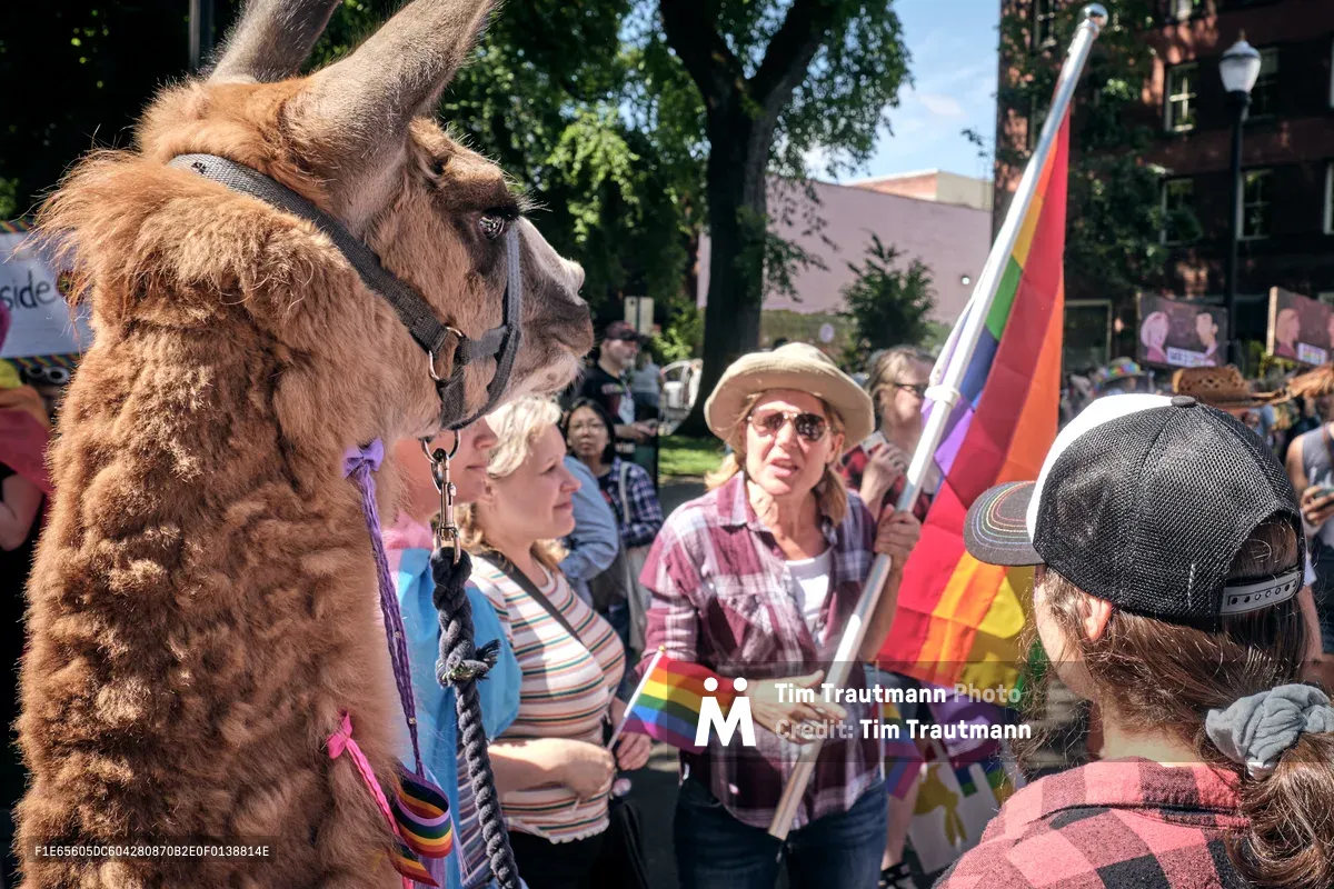 A brown llama adorned with rainbow ribbons becomes an unlikely star at Portland's 2019 Pride Parade in the Pearl District. Curious onlookers, including a woman in a striped shirt and a man in a straw hat carrying a Progress Pride flag, gather around the gentle animal under the dappled sunlight filtering through mature street trees. The scene captures the inclusive, joyful spirit of the LGBTQ+ celebration as community members of all ages come together in this vibrant Northwest neighborhood.