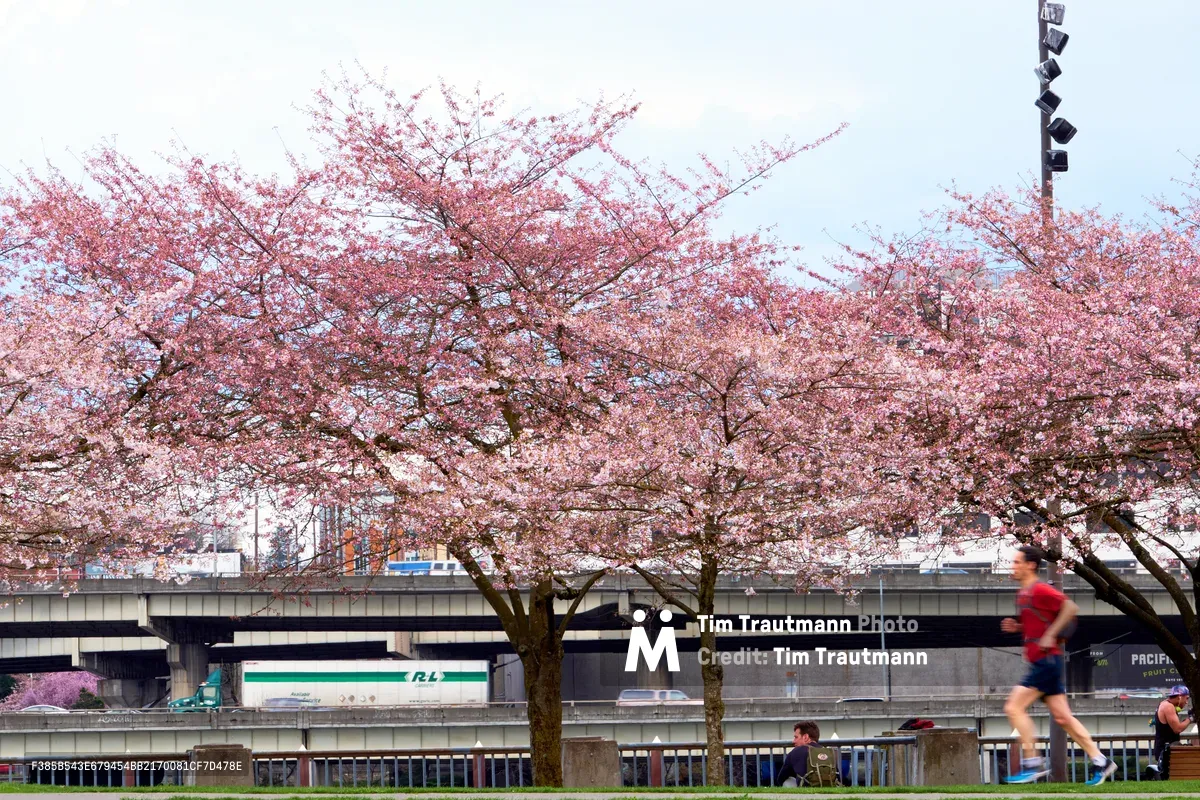 Magnificent cherry trees burst into full pink bloom along Tom McCall Waterfront Park, their delicate blossoms creating a romantic canopy against Portland's urban backdrop. A jogger in red moves through the frame in soft motion blur, while concrete infrastructure and the Willamette River bridge system provide industrial contrast to nature's ephemeral display. The pale spring sky and gentle lighting capture the fleeting beauty of sakura season in the Pacific Northwest, where urban runners and cyclists pause to witness this annual transformation.