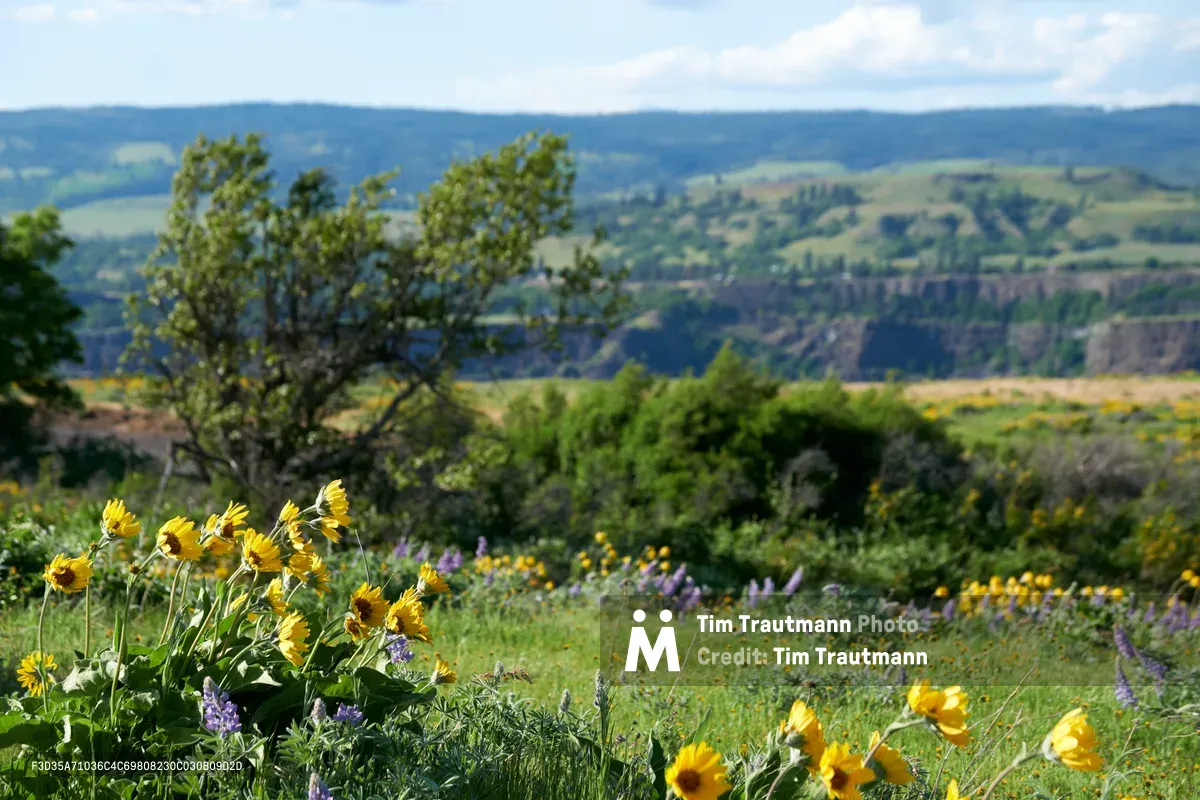 Golden balsamroot and purple lupine wildflowers cascade across the Memaloose Plateau meadow in Oregon's Columbia River Gorge. The foreground blooms frame a sweeping vista of the dramatic gorge landscape, where rolling hills dissolve into misty blue ridgelines beneath a soft spring sky. Native vegetation punctuates the middle ground, creating layers of texture that lead the eye toward the distant canyon walls and agricultural terraces.