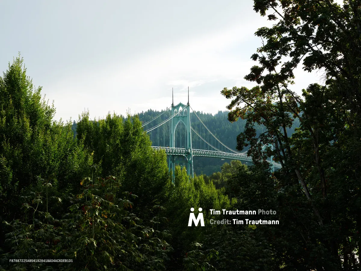 The iconic Saint Johns Bridge emerges like a Gothic cathedral through Portland's dense urban forest, its twin spires and suspension cables creating dramatic vertical lines against the overcast Pacific Northwest sky. Lush deciduous and coniferous trees frame the composition in deep emerald tones, their canopy filtering soft daylight that illuminates the bridge's pale green steel structure. The layered vegetation in the foreground creates natural depth, leading the eye from wild understory growth to the architectural marvel spanning the Willamette River gorge.
