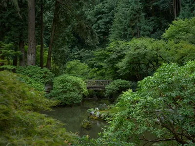 Tranquil Bridge in Portland Japanese Garden