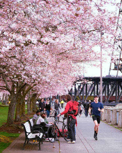 A cascade of pale pink cherry blossoms creates a floral canopy over the bustling Willamette Greenway Trail at Tom McCall Waterfront Park. Beneath the ephemeral blooms, Portland residents embrace the season's promise—a jogger in navy strides past cyclists pausing on park benches, while the industrial lattice of the Hawthorne Bridge spans the background like urban architecture yielding to nature's brief but spectacular display. The scene captures that fleeting Pacific Northwest moment when winter's grip loosens and the city collectively exhales into spring.