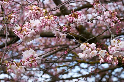 Spring Cherry Blossoms at Portland Waterfront