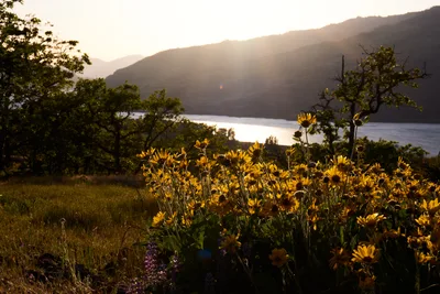 A cluster of golden wildflowers basks in the warm evening light at Memaloose Plateau, overlooking the Columbia River Gorge. The sun's rays pierce through the mountain silhouettes, casting a honeyed glow across the blooms while the river gleams like molten metal in the distance. Purple wildflowers peek through the foreground meadow, creating a delicate color harmony against the dramatic landscape backdrop.