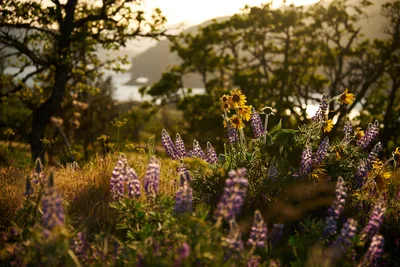 Purple lupine spikes and golden wildflowers catch the warm evening light across the Memaloose Plateau in Oregon's Columbia River Gorge. The intimate foreground blooms create a natural frame against the softly blurred hillsides and distant peaks, while dappled sunlight filters through oak trees. This peaceful meadow scene captures the ephemeral beauty of spring wildflower season in the Pacific Northwest's iconic river canyon.