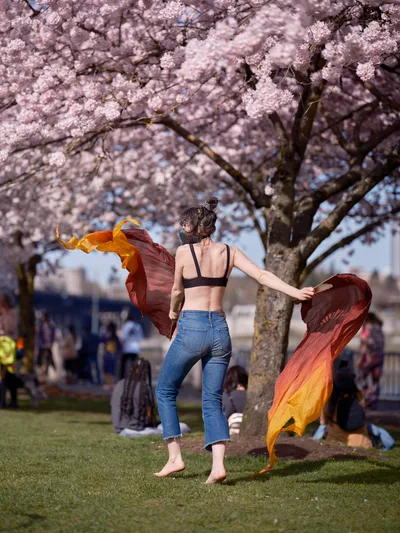 A woman in casual attire moves gracefully beneath a canopy of pink cherry blossoms at Tom McCall Waterfront Park in Portland's Old Town district. Her flowing amber and burgundy fabric catches the golden hour light as she dances barefoot on the grass, creating a moment of spontaneous artistry amid the seasonal bloom. The soft focus background reveals other park visitors enjoying the ephemeral beauty of cherry blossom season along the Willamette River waterfront.