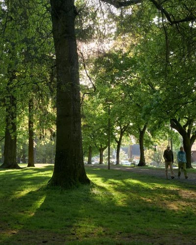 Morning Light Through Wilshire Park Canopy