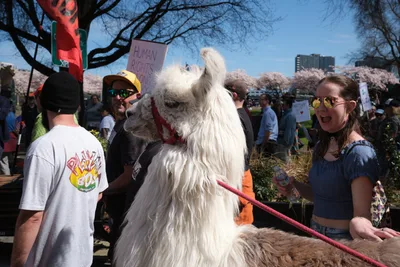 A fluffy white llama named Caesar stands amid protesters in Portland's Old Town district during a March 2026 demonstration against monarchy. The scene unfolds beneath blooming cherry trees with their pale pink blossoms creating a striking contrast against the clear blue sky. Demonstrators carrying 'Human Rights' signs gather around the serene animal, while a young woman in denim overalls grins beside the llama's regal profile.