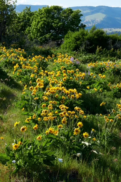 A profusion of golden wildflowers blankets the rolling terrain of Memaloose Plateau in Oregon's Columbia River Gorge, their bright petals creating natural drifts against emerald grasses. Mature oak and deciduous trees frame the middle distance while the layered ridgelines of the Cascade Range rise through soft atmospheric haze. Delicate purple blooms punctuate the predominantly yellow tapestry, suggesting peak spring or early summer abundance in this protected corridor of Mayer State Park.