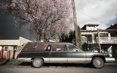 Vintage Hearse Beneath Portland Cherry Blossoms