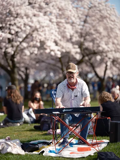 A bearded musician in a baseball cap and patterned shirt plays keyboard on a red portable stand beneath the ethereal canopy of blooming cherry trees at Tom McCall Waterfront Park. The soft pink blossoms create a dreamy backdrop as families and visitors gather on blankets across the sunlit grass, transforming this Portland spring scene into an impromptu outdoor concert. The warm afternoon light filters through the delicate petals while the performer brings music to this quintessential Pacific Northwest celebration of hanami season.