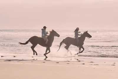 Horseback Riders Galloping Through Pacific Surf
