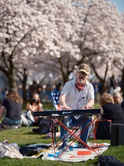 A bearded musician in glasses and baseball cap performs on a portable keyboard beneath the ethereal canopy of blooming cherry trees at Tom McCall Waterfront Park. The soft pink blossoms create a dreamy backdrop as families and visitors gather on blankets across the sunlit grass, creating an intimate outdoor concert atmosphere. The performer sits at his red folding stand, immersed in his music while spring festival-goers enjoy the seasonal spectacle around him.