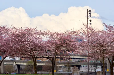Cherry Blossoms Frame Portland's Industrial Skyline