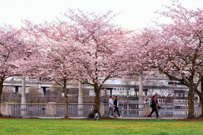 Spring Blossoms Frame Urban Life Portland