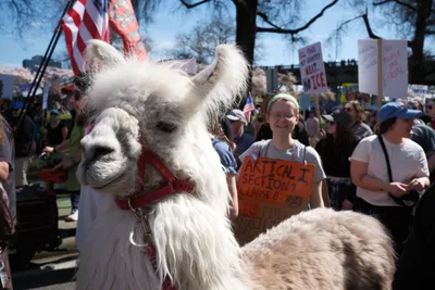 A white llama named Caesar wearing a red halter stands prominently in the foreground of a political demonstration in Portland's Old Town district. Behind the serene animal, protesters hold handmade signs including one reading 'ARTICLE 1 SECTION 9 CLAUSE 8' as bare winter trees frame the scene under bright daylight. The juxtaposition of the calm 'No Drama Llama' against the backdrop of civic activism creates a uniquely American moment of peaceful protest.