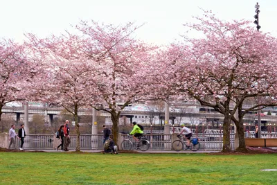 Spring Cyclists Beneath Portland's Cherry Canopy