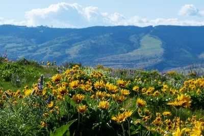 Golden Blooms Across Memaloose Plateau