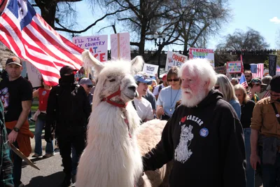 In Portland's historic Skidmore district, Caesar the No Drama Llama stands calmly beside Larry McCool of Mystic Llama Farm amid a spirited March 2026 protest. The white llama, wearing a red halter, draws curious glances from demonstrators carrying anti-monarchy signs and American flags under bare-branched trees. The scene captures an unexpected moment of whimsy against the backdrop of political activism, with the llama's serene presence contrasting sharply with the charged atmosphere of protest signs declaring resistance to tyranny.