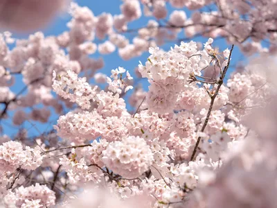Spring Awakening at Tom McCall Waterfront Park